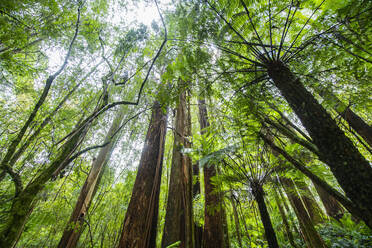 Giant ferns on the Triplet Waterfall trail in Victoria / Australia - CAVF75005