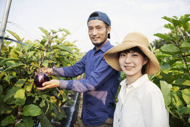 Japanese man wearing cap and woman wearing hat standing in vegetable field, picking fresh aubergines. - MINF13794