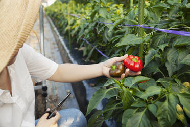 Japanische Frau mit Hut steht im Gemüsefeld und pflückt frische Paprika. - MINF13796