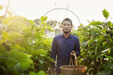 Japanischer Mann mit Mütze steht in einem Gemüsefeld, hält einen Korb und schaut in die Kamera. - MINF13801