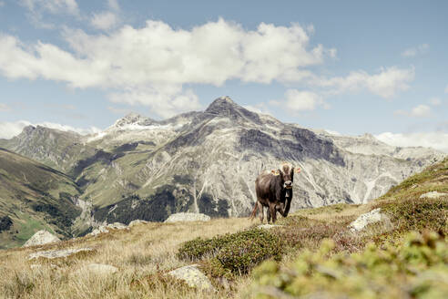 Kuh auf einer Alpweide, Graubünden, Schweiz - HBIF00029