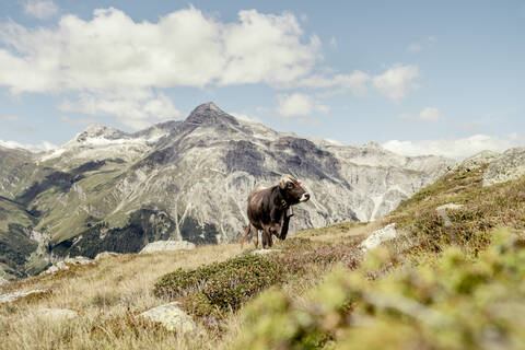 Kuh auf einer Alpweide, Graubünden, Schweiz, lizenzfreies Stockfoto