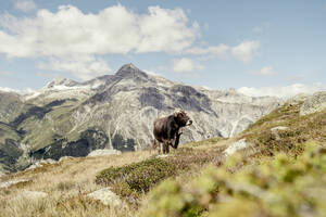 Cow on an Alpine meadow, Graubuenden, Switzerland - HBIF00030