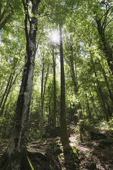 Wald mit Gegenlicht, Birken, Verzascatal, Tessin, Schweiz - GWF06454