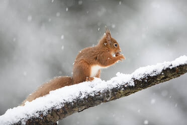 Rotes Eichhörnchen mit Haselnuss auf schneebedecktem Baumstamm - MJOF01786