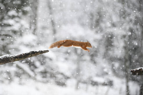 Springendes rotes Eichhörnchen im Winterwald - MJOF01789