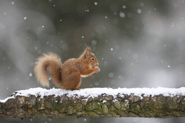 Rotes Eichhörnchen mit Haselnuss auf schneebedecktem Baumstamm - MJOF01791
