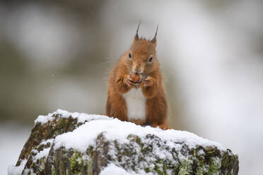 Rotes Eichhörnchen frisst Haselnuss auf schneebedecktem Baumstamm - MJOF01792