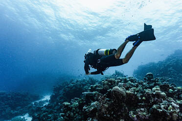 Scuba diver exploring the great barrier reef in Australia - CAVF75138