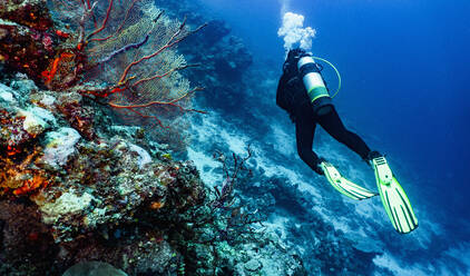 Taucher bei der Erkundung des Great Barrier Reefs in Australien - CAVF75140