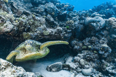 A giant green sea turtle emerges from a cave in the Great Barrier Reef - CAVF75141