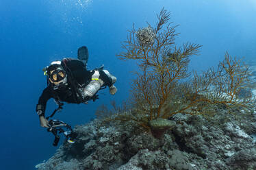 Taucher bei der Erkundung des Great Barrier Reefs in Australien - CAVF75147