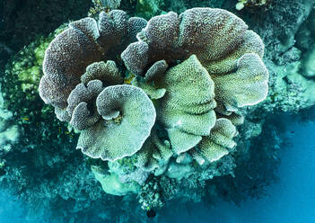 Foliose oder Hartkorallen am Great Barrie Reef - CAVF75158