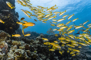 A shoal of yellow snappers at the great barrier reef - CAVF75159