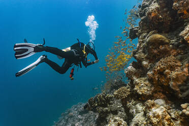 Scuba diver exploring the great barrier reef in Australia - CAVF75160