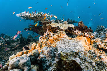 Gedenkstein bei Steve's Boomie am Great Barrier Reef - CAVF75162