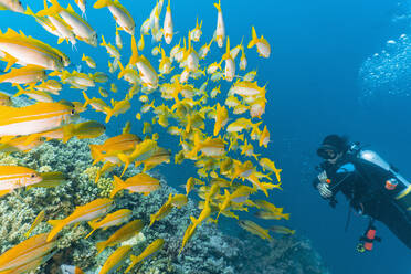 Taucher bei der Kontrolle eines Schwarmes gelber Schnapper am Great Barrier Reef - CAVF75163