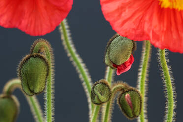 Vibrant Island Mohnblumen und Knospen gegen einen dunklen Hintergrund - CAVF75206