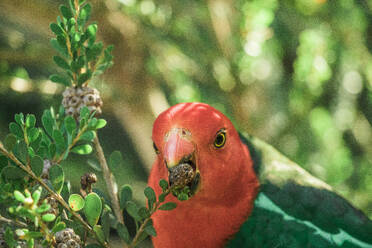 The Australian king parrot, red and green colors - CAVF75227