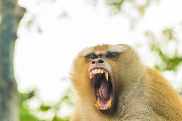 Die Makakenaffen von Monkey Hill, Phuket. - CAVF75230