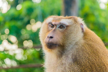 Die Makakenaffen von Monkey Hill, Phuket. - CAVF75231