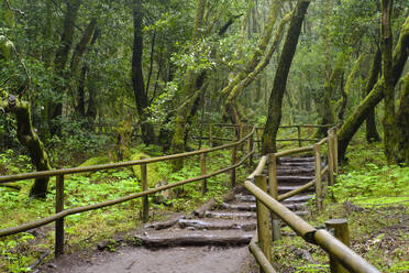 Spain, Province of Santa Cruz de Tenerife, Empty forest footpath in Garajonay National Park - SIEF09560