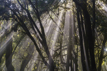 Spanien, Provinz Santa Cruz de Tenerife, Sonnenlicht durchdringt die Äste der Waldbäume im Nationalpark Garajonay - SIEF09561