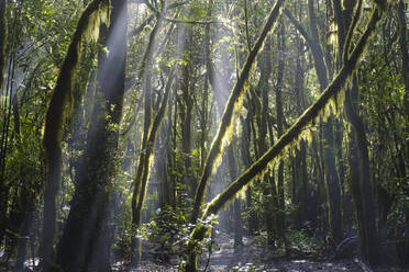 Spanien, Provinz Santa Cruz de Tenerife, Sonnenlicht durchdringt die Äste der Waldbäume im Nationalpark Garajonay - SIEF09563