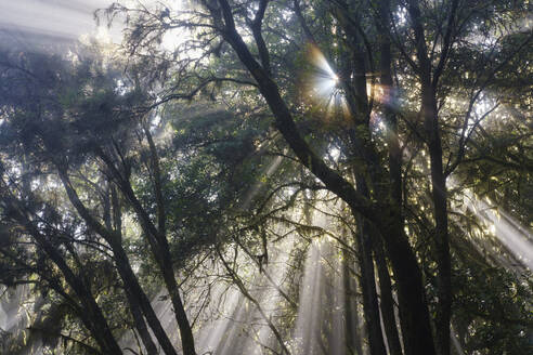 Spanien, Provinz Santa Cruz de Tenerife, Sonnenlicht durchdringt die Äste der Waldbäume im Nationalpark Garajonay - SIEF09564