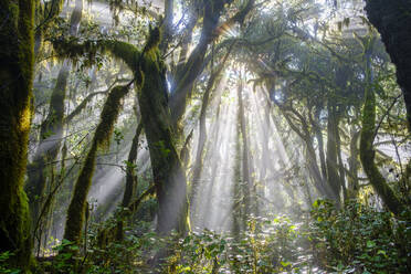 Spain, Province of Santa Cruz de Tenerife, Sunlight piercing branches of forest trees in Garajonay National Park - SIEF09565