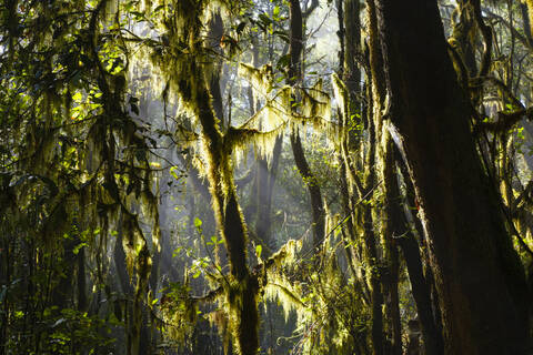 Spanien, Provinz Santa Cruz de Tenerife, Grüner moosbewachsener Wald im Nationalpark Garajonay, lizenzfreies Stockfoto