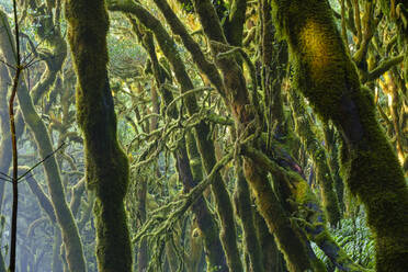 Spain, Province of Santa Cruz de Tenerife, Green mossy forest of Garajonay National Park - SIEF09567