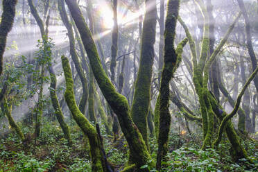 Spain, Province of Santa Cruz de Tenerife, Sunlight piercing branches of forest trees in Garajonay National Park - SIEF09568