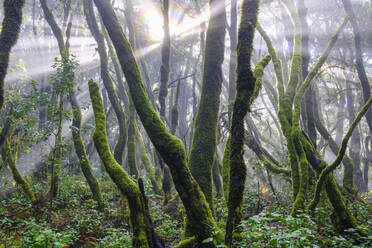 Spanien, Provinz Santa Cruz de Tenerife, Sonnenlicht durchdringt die Äste der Waldbäume im Nationalpark Garajonay - SIEF09568