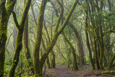 Spain, Province of Santa Cruz de Tenerife, Green mossy forest of Garajonay National Park - SIEF09569
