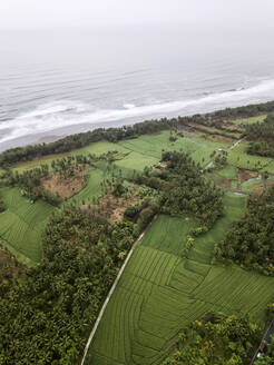 Luftaufnahme von Reisfeldern in der Nähe der Meeresküste - CAVF75444