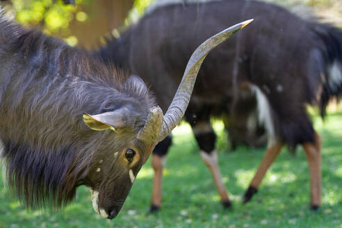 Ein männlicher Nyala, Tragelaphus angasii, neigt seinen Kopf im Seitenprofil nach unten, um seine Hörner zu zeigen. - MINF13835