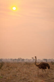 Ein Strauß, Struthio camelus, steht bei Sonnenuntergang im braunen Gras - MINF13837