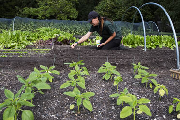 Woman kneeling in a vegetable bed, sowing seeds. - MINF13868