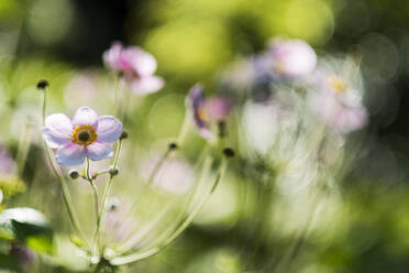 Nahaufnahme einer zarten Blume mit rosa und weißer Blüte auf einer Wiese. - MINF13871