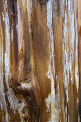 Close up of a treek trunk damaged by fire - MINF13888
