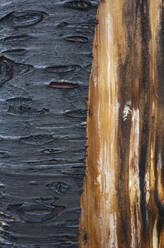 Close up of fire damaged tree, with black charcoal and untouched bark. - MINF13889