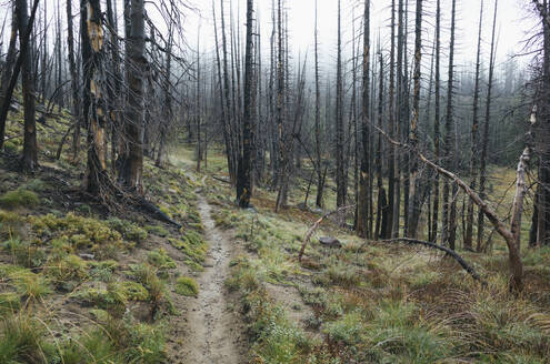 Blick auf den Pacific Crest Trail durch den von Waldbränden beschädigten subalpinen Wald, Mt. Adams Wilderness, Gifford Pinchot National Forest, Washington - MINF13898