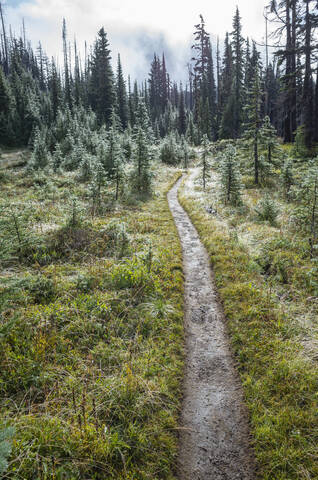 We and muddy hiking trail after mountain storm, lush subalpine meadow in distance, Mt. Adams Wilderness, Washington, along the Pacific Crest Trail stock photo