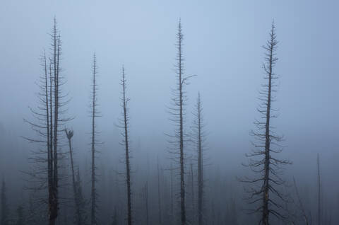 Along the Pacific Crest Trail, Mt. Adams Wilderness, Washington stock photo