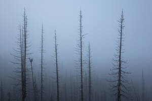 Entlang des Pacific Crest Trail, Mt. Adams Wilderness, Washington - MINF13901