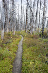 Blick auf den Pacific Crest Trail durch den von Waldbränden beschädigten subalpinen Wald, Mt. Adams Wilderness, Gifford Pinchot National Forest, Washington - MINF13902