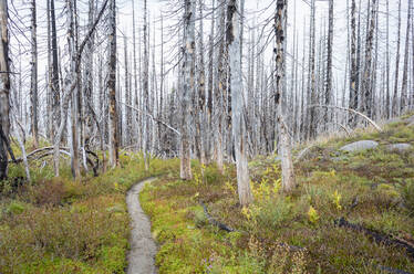 Blick auf den Pacific Crest Trail durch den von Waldbränden beschädigten subalpinen Wald, Mt. Adams Wilderness, Gifford Pinchot National Forest, Washington - MINF13903