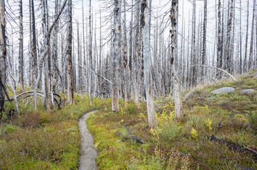 View of the Pacific Crest Trail through wildfire damaged subalpine forest, Mt. Adams Wilderness, Gifford Pinchot National Forest, Washington - MINF13903