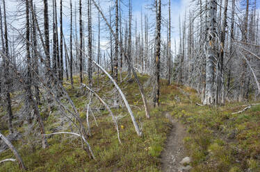 Blick auf den Pacific Crest Trail durch den von Waldbränden beschädigten subalpinen Wald, Mt. Adams Wilderness, Gifford Pinchot National Forest, Washington - MINF13904